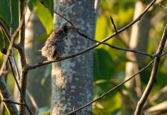 House Finch