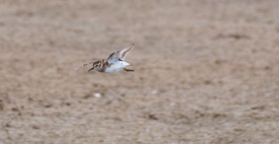 Least Sandpiper