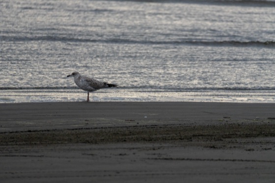 Lesser Black-backed Gull