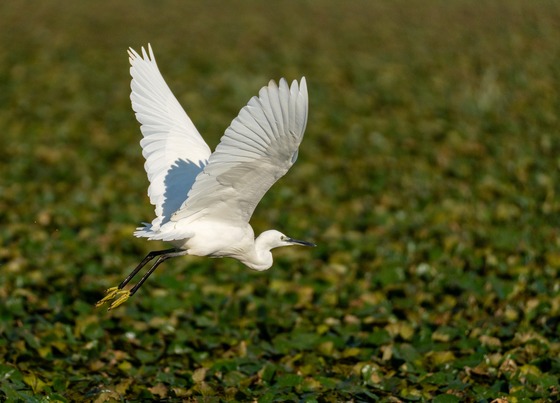 Little Egret