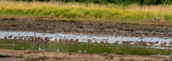 Long-billed Dowitcher