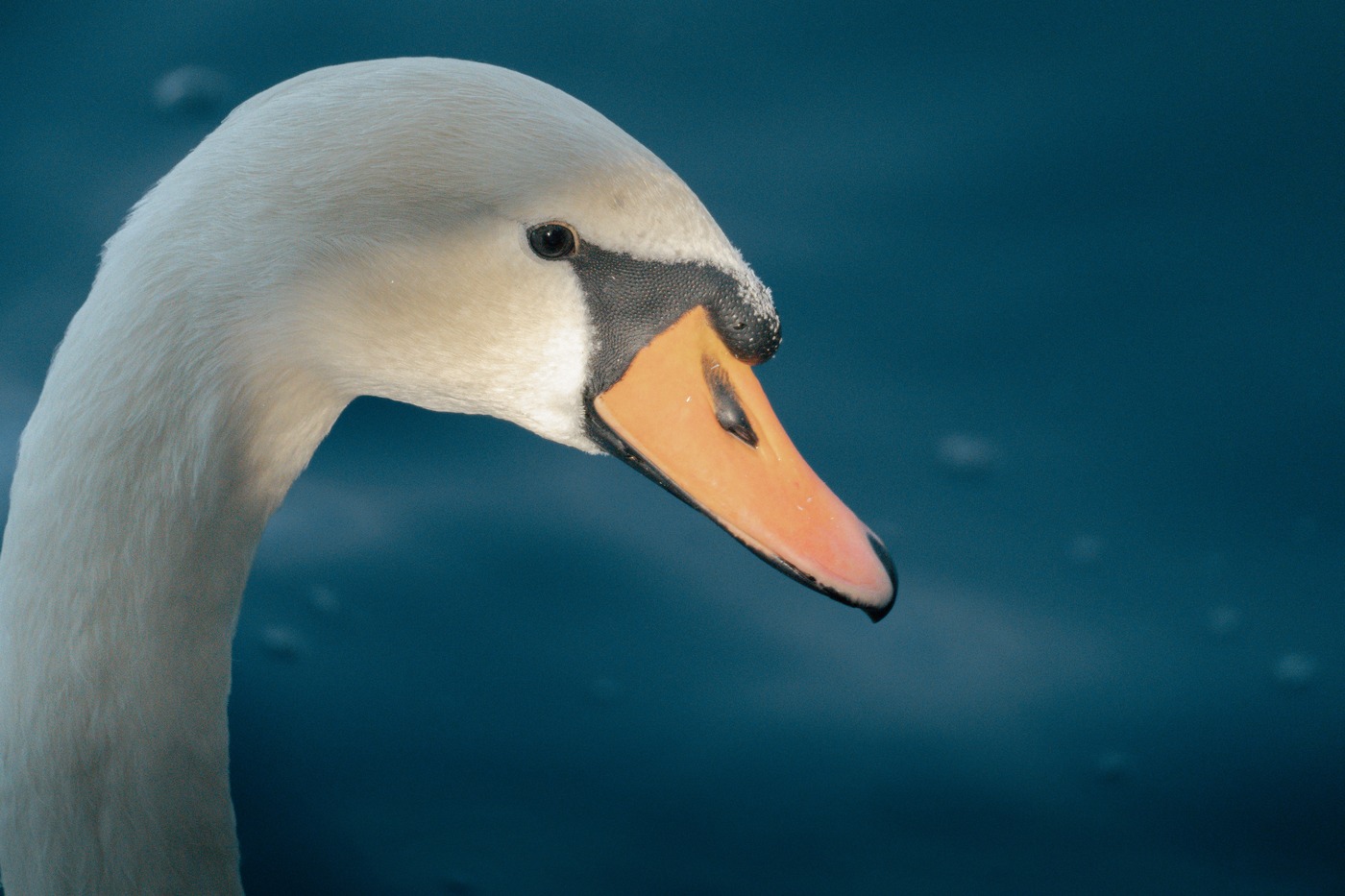 Mute Swan