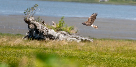 Northern Harrier