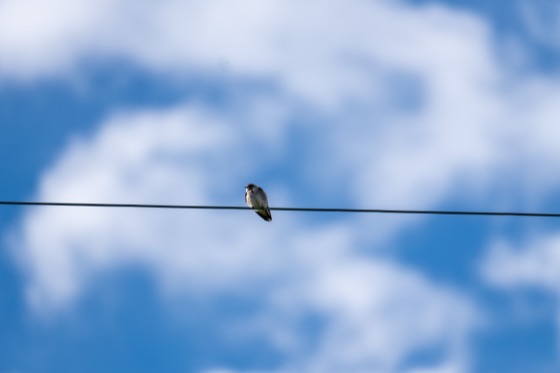 Northern Rough-winged Swallow