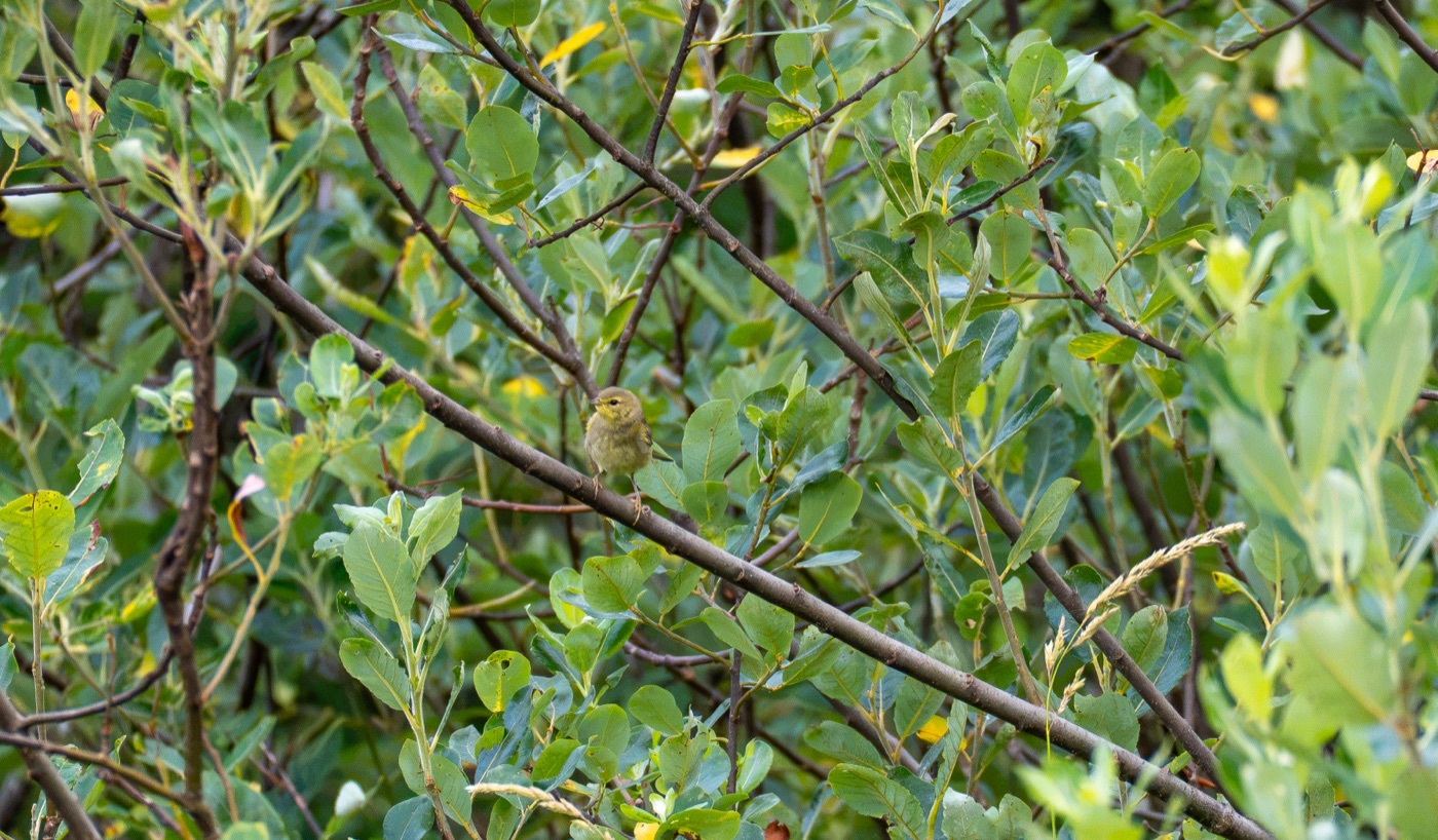 Orange-crowned Warbler