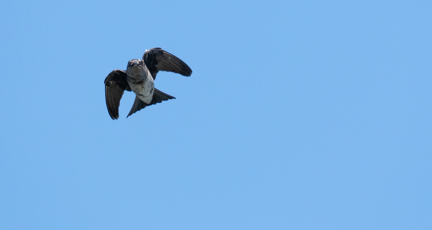 Purple Martin