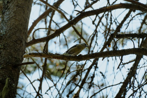 Red Crossbill