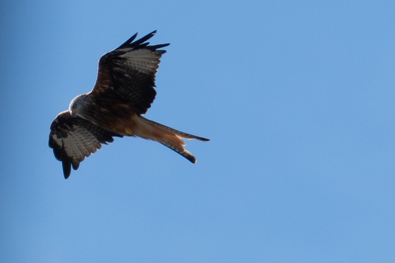 Red Kite