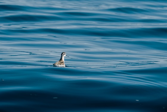 Red-necked Phalarope
