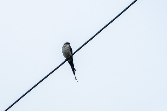 Red-rumped Swallow