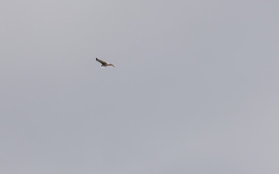 Red-tailed Hawk