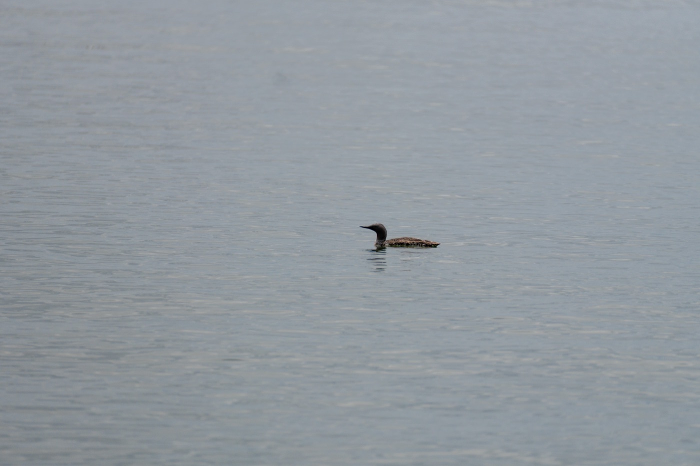 Red-throated Loon