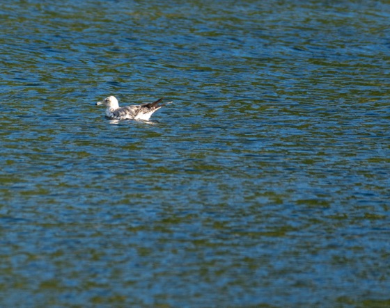 Ring-billed Gull
