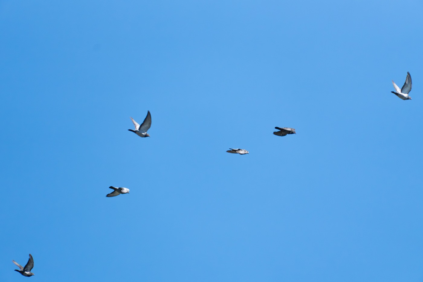 Rock Pigeon