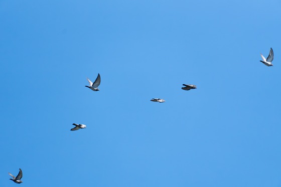 Rock Pigeon