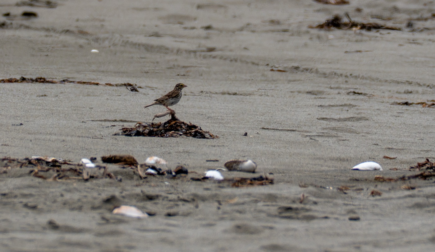 Savannah Sparrow