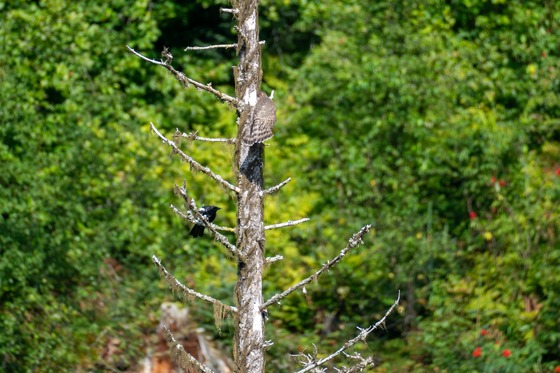 Sharp-shinned Hawk