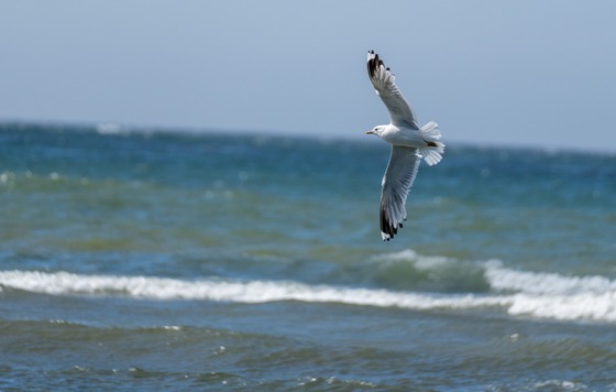 Short-billed Gull