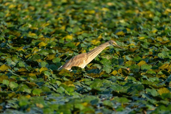 Squacco Heron
