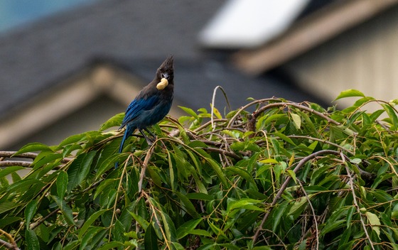 Steller's Jay