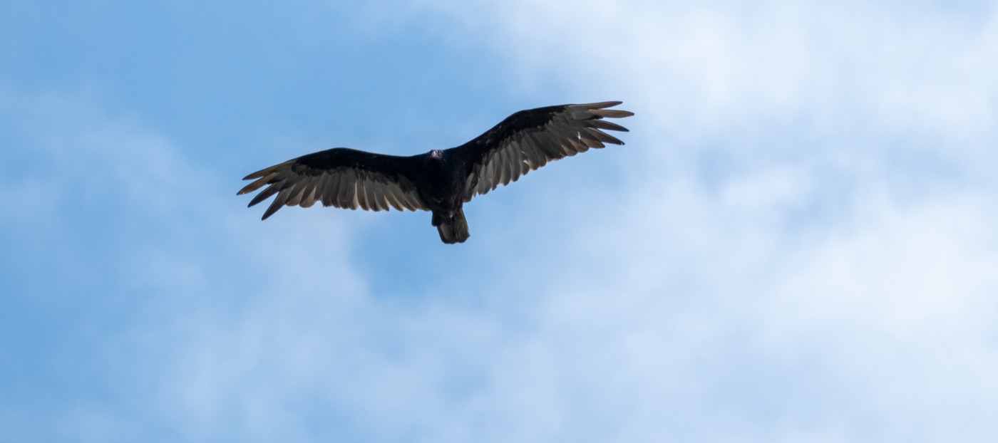 Turkey Vulture