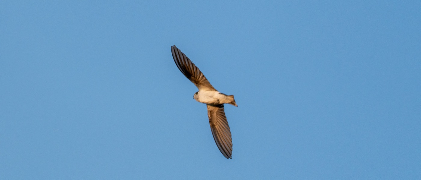 Violet-green Swallow