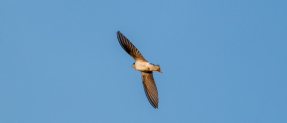 Violet-green Swallow