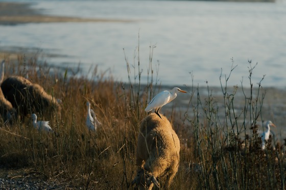 Western Cattle Egret