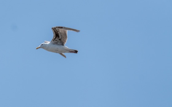 Western Gull