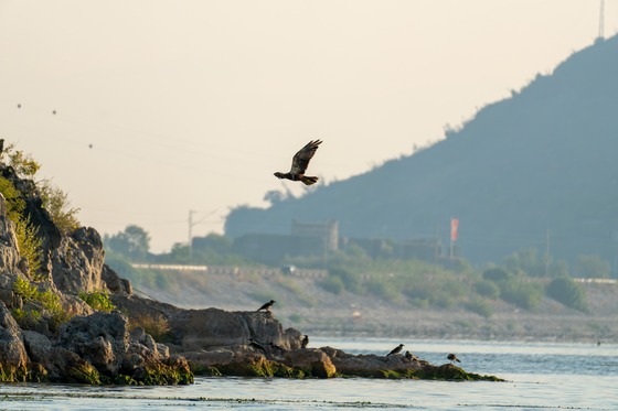 Western Marsh Harrier