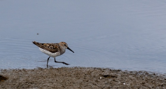 Western Sandpiper