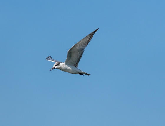 Whiskered Tern