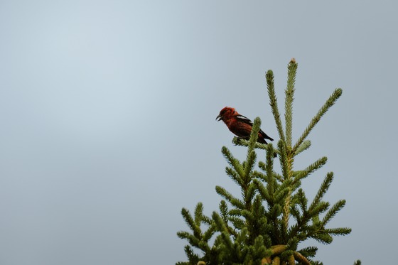 White-winged Crossbill