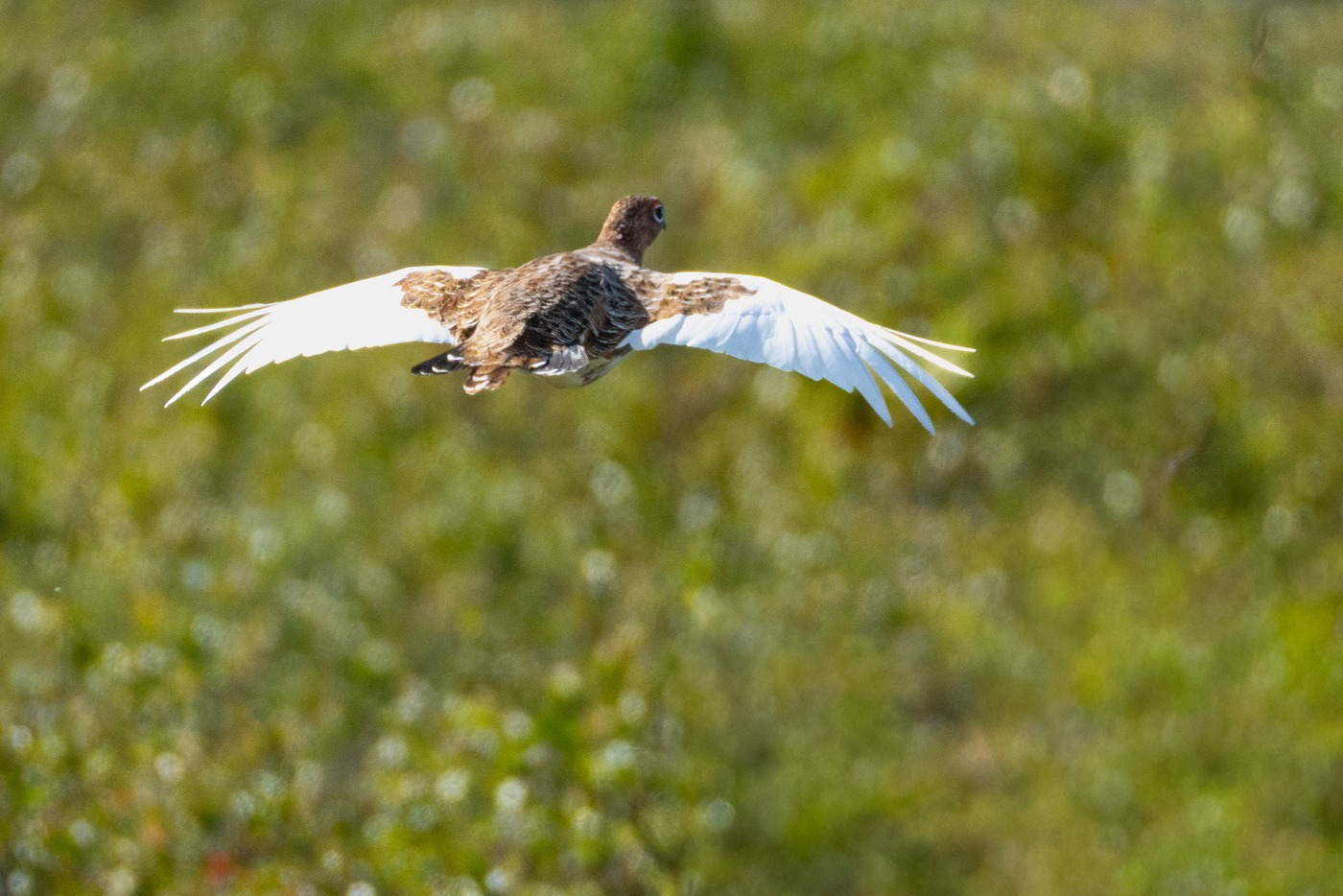 Willow Ptarmigan