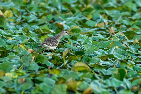 Wood Sandpiper