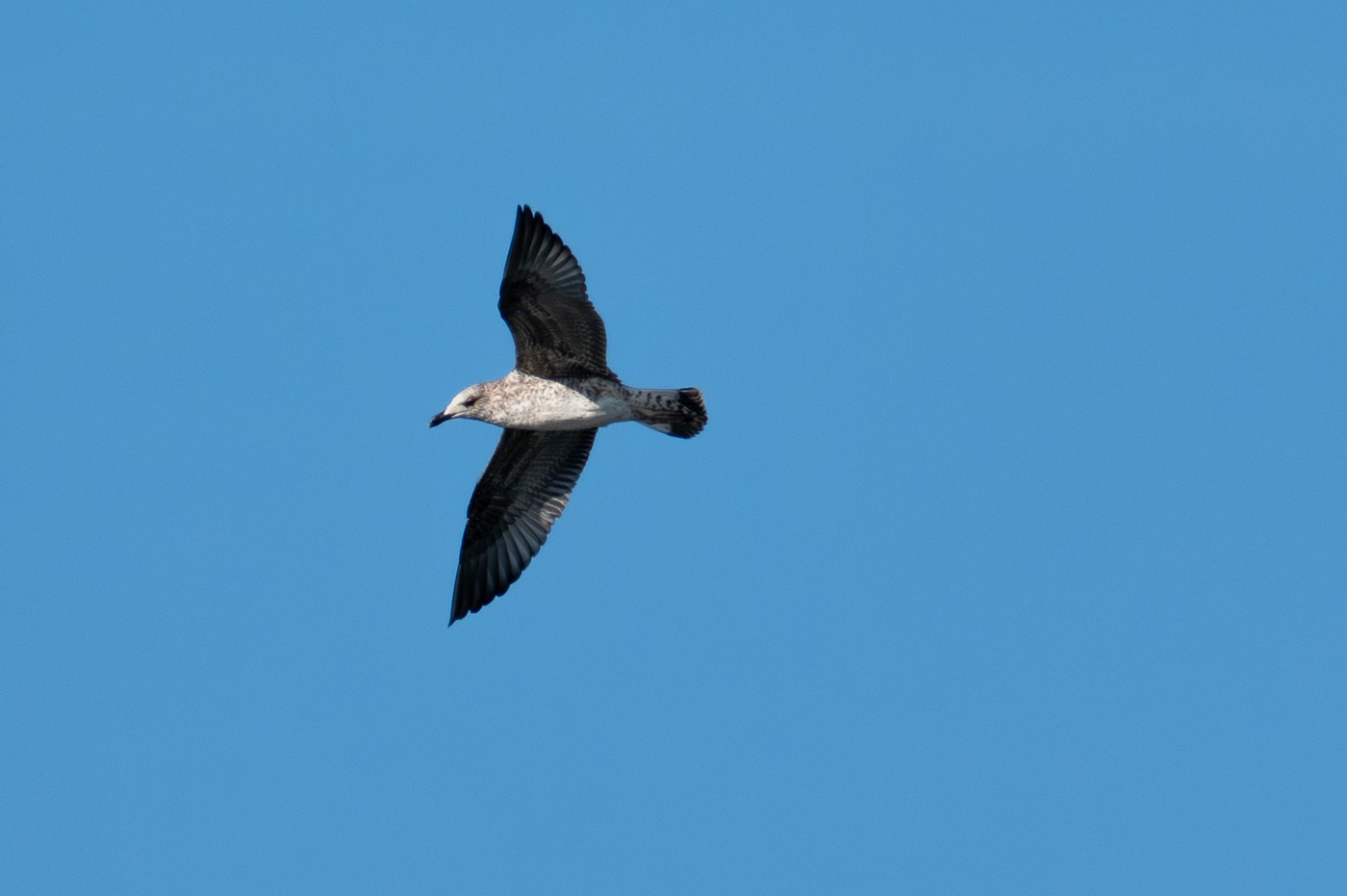 Yellow-legged Gull